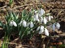 galanthus nivalis