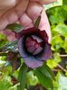Helleborus "Double Ellen Purple"