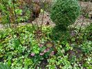Helleborus "Double Aubergine"