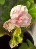 Och-Madpearl Rose
