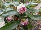 Daphne odora aureomarginata