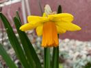 Narcissus cyclamineus "Jetfire"