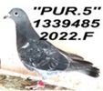 pur.85.F - Copy