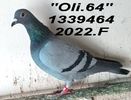 2022.1339464.F       OLI.64 - Copy