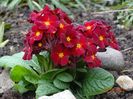 primula elatior