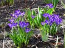 crocus Ruby Giant