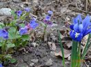 pulmonaria officinalis
