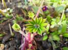 Lupin