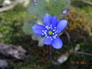 hepatica transsilvanica