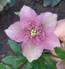 Helleborus Tutu