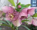 Helleborus Tutu