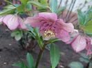 Helleborus Tutu
