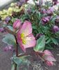 helleborus frostkiss pippa's purple