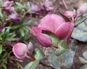 helleborus frostkiss pippa's purple