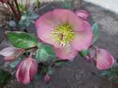 helleborus frostkiss pippa's purple