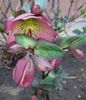 15 03,helleborus frostkiss pippas purple