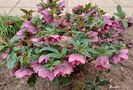 helleborus double ellen red