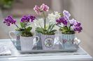 Cups-with-Mini-Orchids-Phalaenopsis-Little-Lady