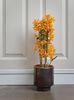 Dendrobium Firebird  Nobile special.