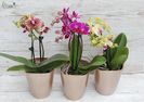 dwarf phalaenopsis orchid