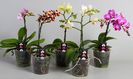 luxury-phalaenopsis-lucky-dip-moth-orchid-12b