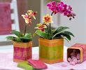 Mini Phalaenopsis Little Lady