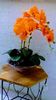 orange orchid