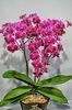orchid 21