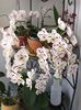 orchid best6