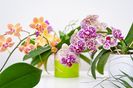 orchid care