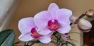 orchid
