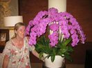 orchid1