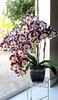 orchid4