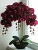 orchid7