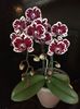 orchid8