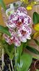 orchid49