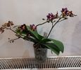 orchid51