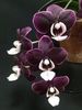 orchid87