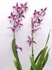 orchidea-cambria-purple-flower-