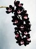Orhideea Cymbidium Kiwi Midnight