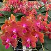 Phal. Citrus Candy 'Orange Crush'