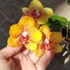 Phalaenopsis Arks Kaiulani
