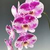 Phalaenopsis Charming Beauty