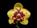 Phalaenopsis Charming Glow