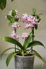 Phalaenopsis Equestris