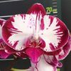 Phalaenopsis Fuller's Mask