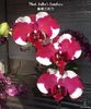 Phalaenopsis Fuller's Sunshine