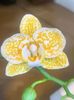 Phalaenopsis leopardul de aur japonez