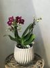 Phalaenopsis Little Dark Bird 2