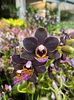 Phalaenopsis Little Dark Bird